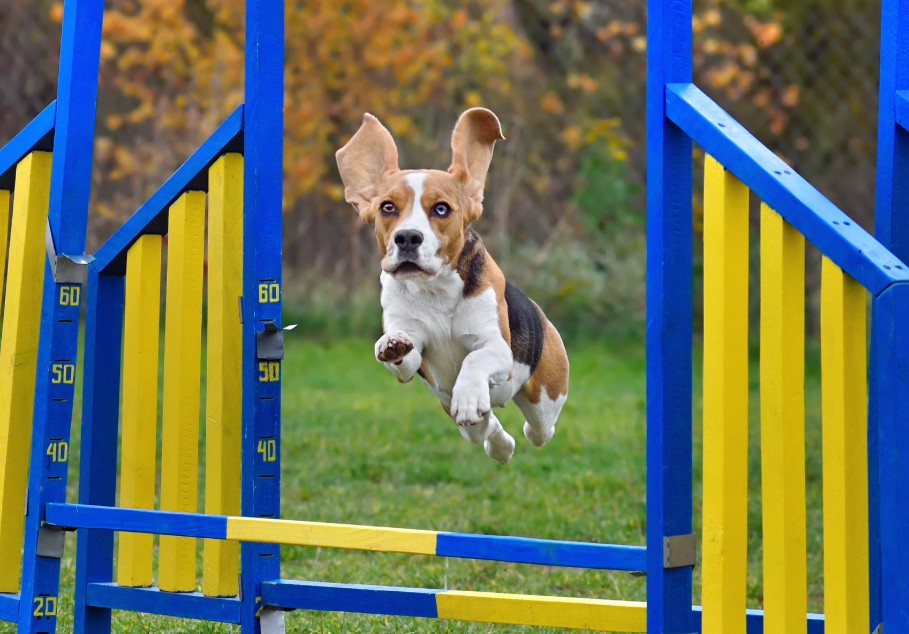 אג'יליטי לכלבים